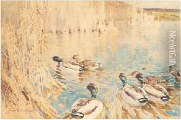 Ducks In Bullrushes Oil Painting - Frank Southgate