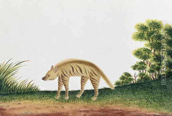 Hyena, from 'Drawings of Animals, Insects and Reptiles from Malacca', c.1805-18 Oil Painting - Anonymous Artist