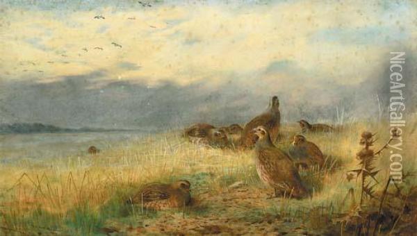 A Covey Of Partridge In The Stubble, With Lapwings Flying Overhead Oil Painting - Archibald Thorburn