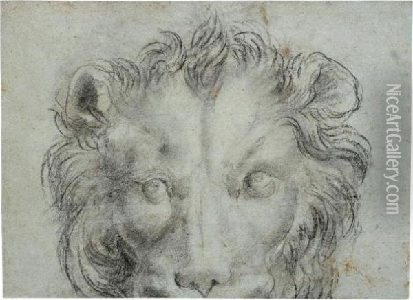 The Head Of A Lion Oil Painting - Annibale Carracci