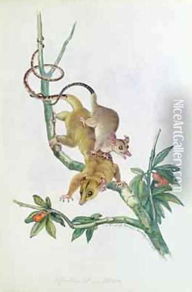 Philander opossum Oil Painting - Benjamin Waterhouse Hawkins