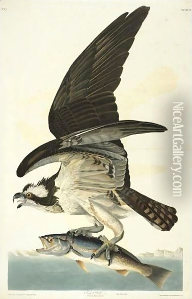 Fish Hawk Oil Painting - John James Audubon