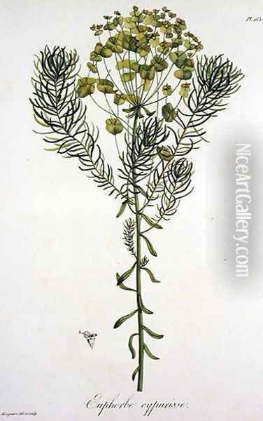 Euphorbia Cyparissias from Phytographie Medicale Oil Painting - L.F.J. Hoquart