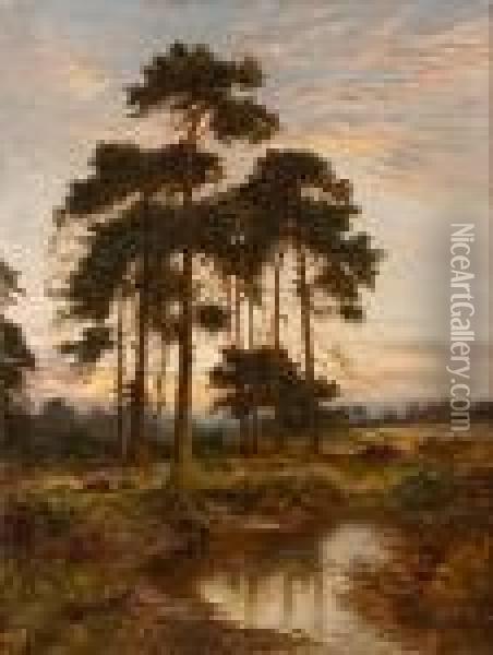 A Grove Of Trees At Sunset Oil Painting - Daniel Sherrin