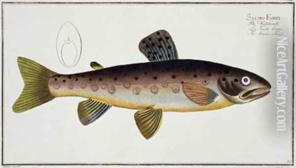 Brown Trout Salmo Iasustris Oil Painting - Andreas-Ludwig Kruger