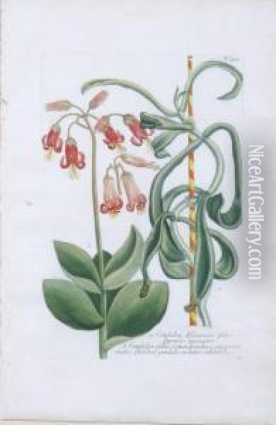 Cotyledon Africanum And Asphodelus Liliaceus Oil Painting - Johann Wilhelm Weinmann