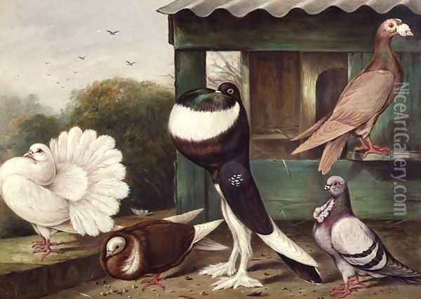 Pouter Pigeons Oil Painting - James E. Bourhill