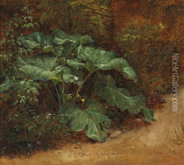 A Broad-leaved Dock (skraeppeplante) In The Forest Floor Oil Painting - Johan Christian Dahl