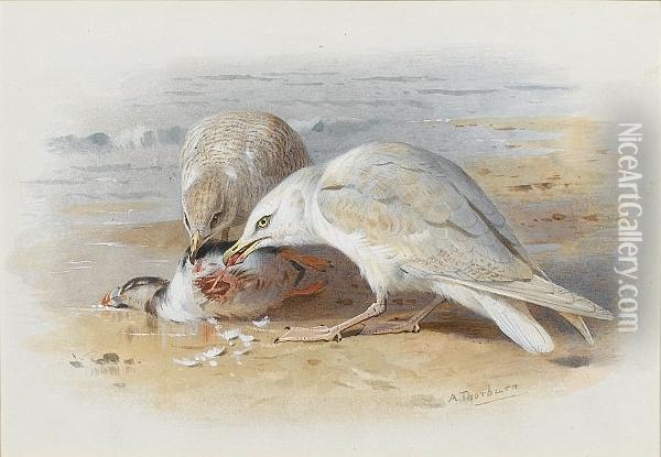 Gulls Feasting On A Puffin Oil Painting - Archibald Thorburn