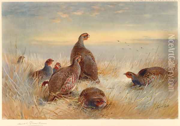 Partridges in the Stubble Oil Painting - Archibald Thorburn