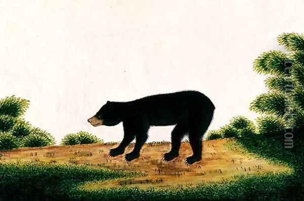 Bear, Broo-ang, from 'Drawings of Animals, Insects and Reptiles from Malacca', c.1805-18 Oil Painting - Anonymous Artist