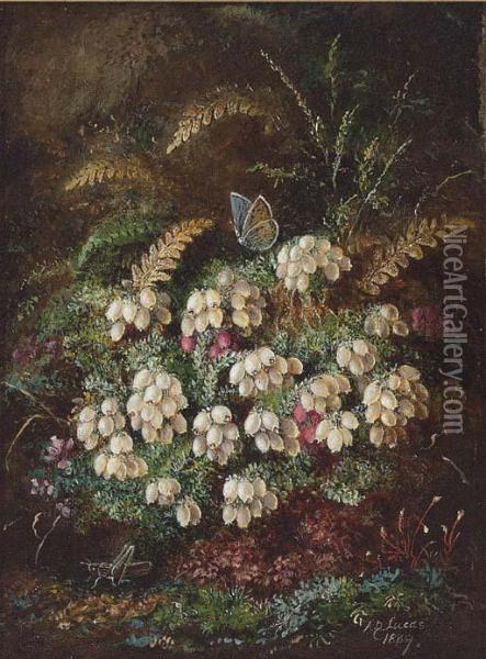 Heather And A Butterfly; And Primulas And Violas Oil Painting - Albert Durer Lucas