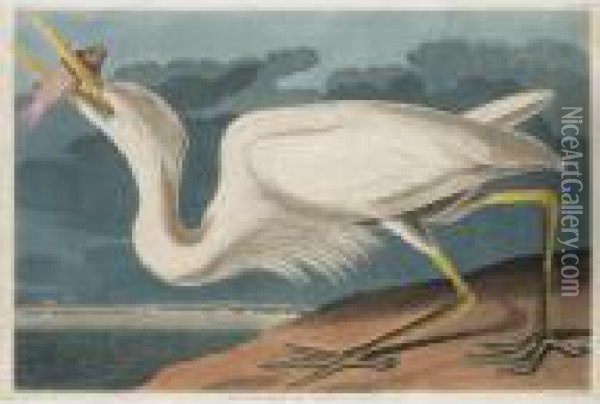 Great White Heron Oil Painting - John James Audubon