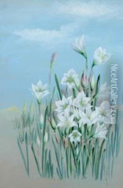 Whitelily Oil Painting - Marian Ellis Rowan