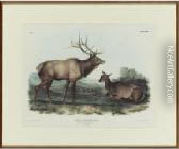 American Elk-wapiti Deer Oil Painting - John James Audubon