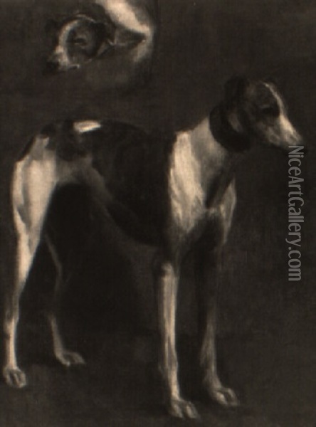 Study Of A Greyhound (lucifer Ii?) Oil Painting - John Emms