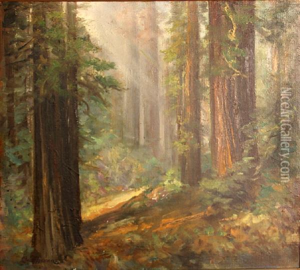 Humbolt Redwoods, Glendale, California Oil Painting - Charles Henry Harmon