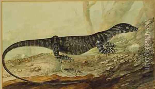 The variegated lizard of New South Wales 1807 Oil Painting - John William Lewin