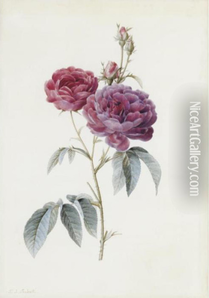 Rosa Gallica (purpuro Violacea-magna) Oil Painting - Pierre-Joseph Redoute