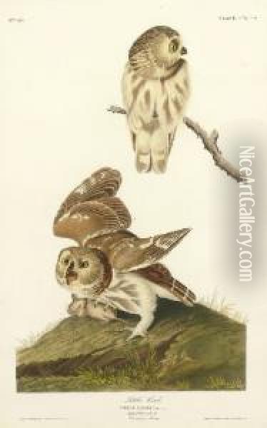 Little Owl (plate Cxcix)
Strix Acadica Oil Painting - Robert I Havell