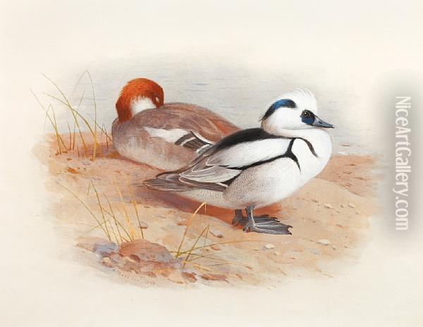 Study Of A Male And Female Smew Oil Painting - Archibald Thorburn