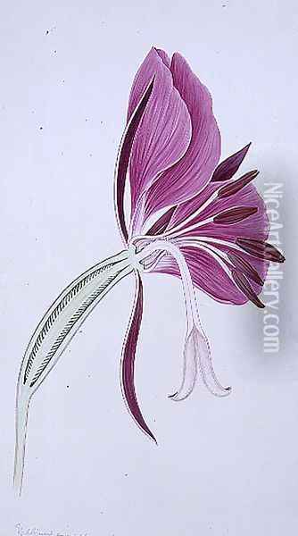 Drawing 70-2 Chameriion angustifolium (Rosebay willowherb) 1904 Oil Painting - Arthur Henry Church