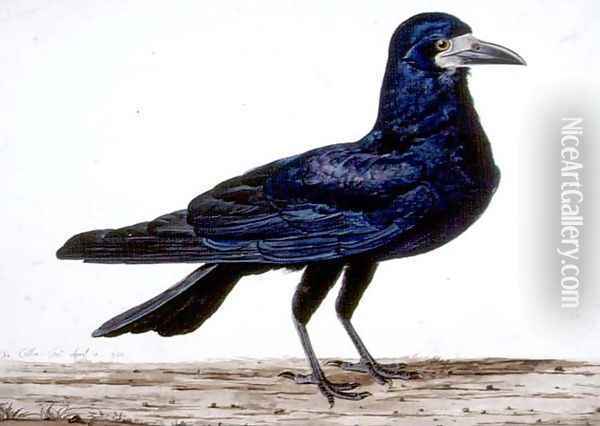 A Rook Oil Painting - Charles Collins