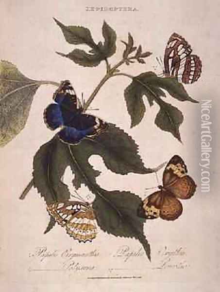Butterflies Papilio Erymanthis Papilio Orythia Papilio Polyxena Papilio Leucothoe Oil Painting - Edward Donovan
