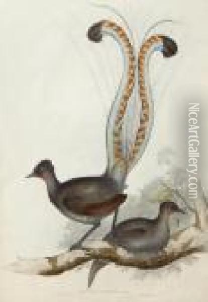 Albert Lyre Bird (menura Alberti) Oil Painting - John H. Gould