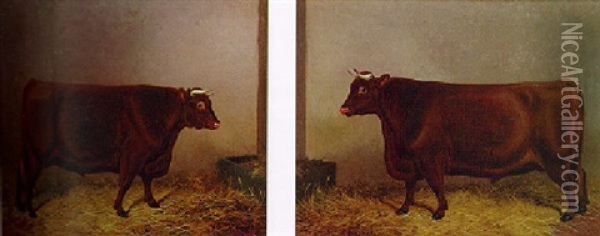 Shorthorn Bulls Oil Painting - Colin Graeme
