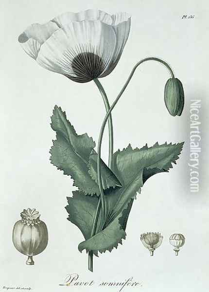 Papaver Somniferum from Phytographie Medicale Oil Painting - L.F.J. Hoquart