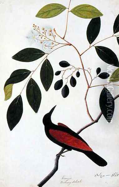 Kranjie, Boorong Seliah, from 'Drawings of Birds from Malacca', c.1805-18 Oil Painting - Anonymous Artist