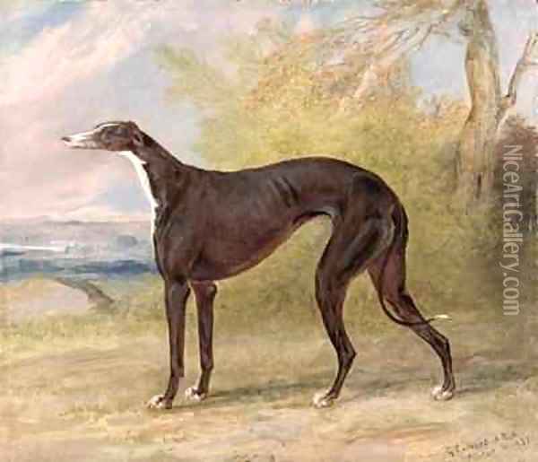 One of George Lane Foxs Winning Greyhounds the Black and White Greyhound Bitch Juno also known as Elizabeth Oil Painting - George Garrard