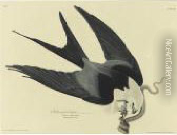 Swallow Tailed Hawk (plate 72) Oil Painting - John James Audubon