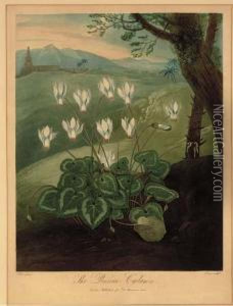 The Persian Cyclamen, From Dr. Thornton's Temple Of Flora Oil Painting - Abraham Pether
