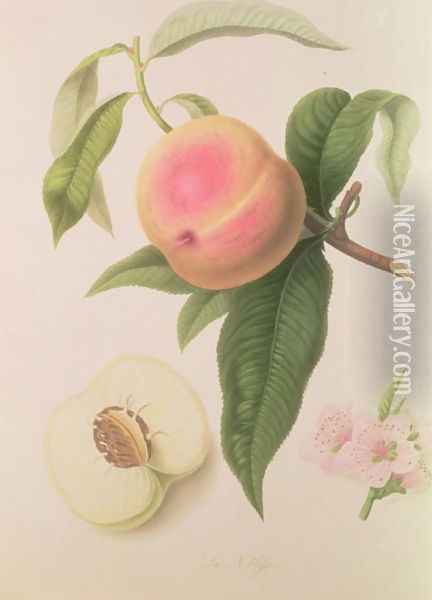 Noblesse Peach Oil Painting - William Hooker