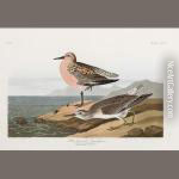 Red-breasted Sandpiper. Tringa Islandica Oil Painting - John James Audubon