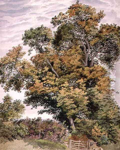 Study of an Oak Tree Oil Painting - Thomas Collier