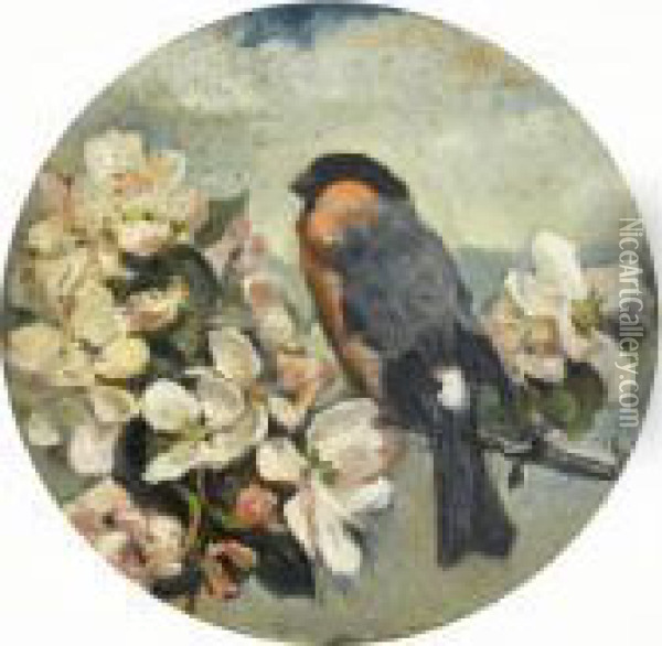 Study Of A Bullfinch On Apple Blossom Oil Painting - John Emms
