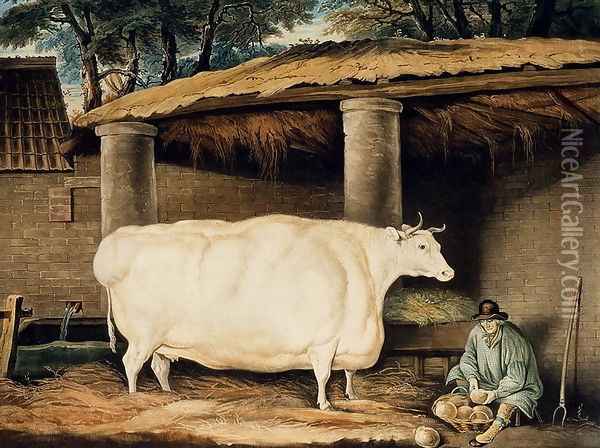 A Short Horned Heifer, engraved by William Ward, Dartington, 1811 Oil Painting - Thomas Weaver