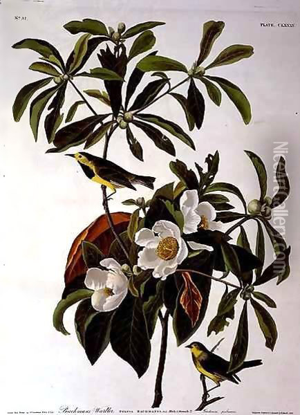 Bachman's Warbler, from 'Birds of America' Oil Painting - John James Audubon