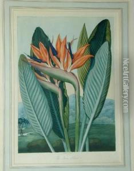 The Queen Flower Oil Painting - Robert John, Dr. Thornton