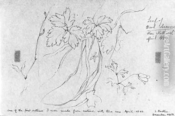 Sketch of a wood anemone Oil Painting - John Ruskin