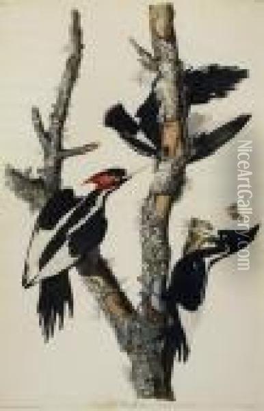 Ivory-billed Woodpeckerhand-colored Engraving And Aquatint Oil Painting - John James Audubon