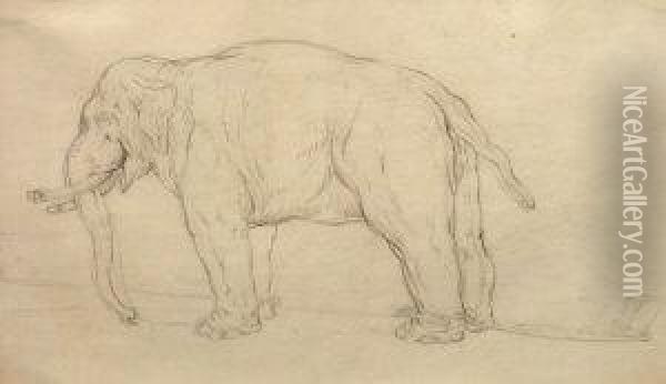 Study Of An Elephant Oil Painting - Johann Elias Ridinger or Riedinger