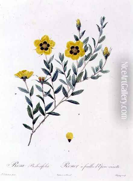 Rosa Berberifolia Oil Painting - Pierre-Joseph Redoute
