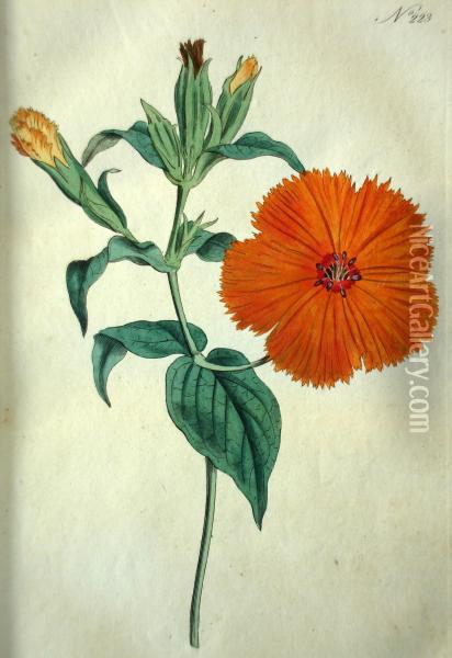 The Botanical Magazine, Or Flower-garden Displayed Oil Painting - William Curtis