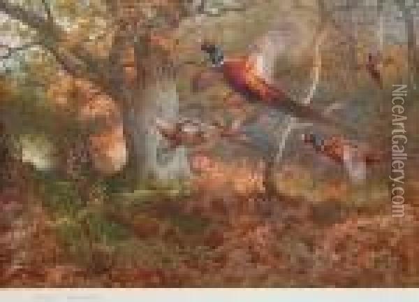 Pheasants In Flight Oil Painting - Archibald Thorburn
