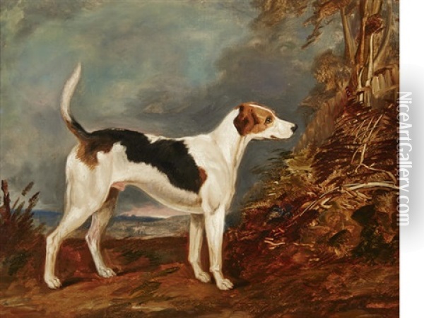 Spanker, An English Foxhound Oil Painting - Richard Barrett Davis