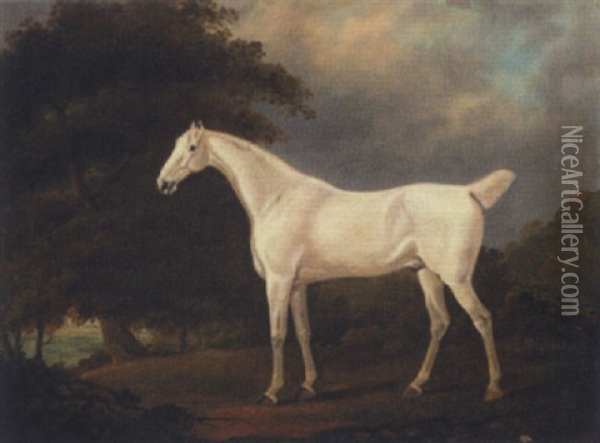 A Grey Hunter In A Wooded Landscape Oil Painting - Edwin Cooper